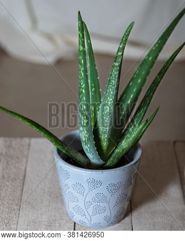 Aloe Viridiflora In Silver Pot Close Up View