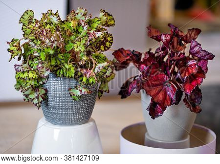 Painted-leaf Begonia, Begonia Rex In The Silver Pot