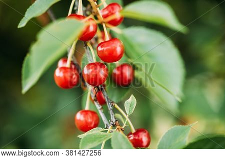Red Ripe Berries Prunus Subg. Cerasus On Tree In Summer Vegetable Garden.