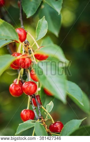 Red Ripe Berries Prunus Subg. Cerasus On Tree In Summer Vegetable Garden.