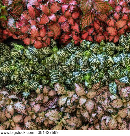 Painted-leaf Begonia, Begonia Rex From Above Top