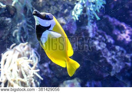 Close Up Of Tropical Fish In A Reef.