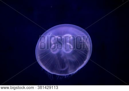 A Nice Shot Of A Jellyfish In Blue Light.
