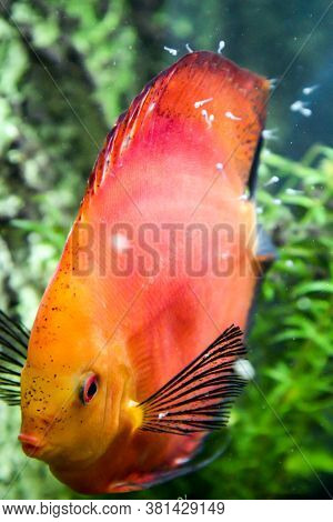 Close Up Portrait Of Discus Fish In The Aquarium.