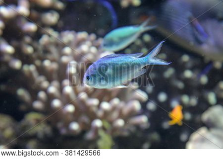 Close Up Of Tropical Fish In A Reef.