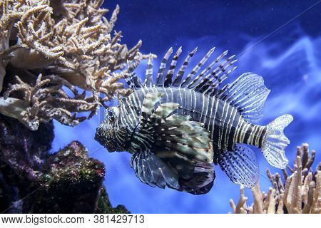 Close Up Of Tropical Fish In A Reef.