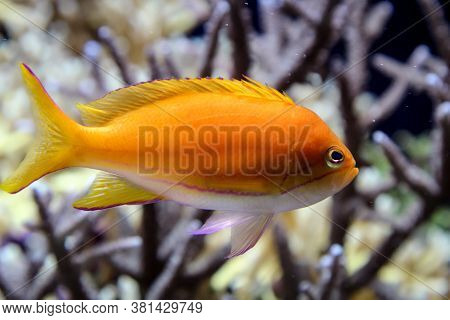 Close Up Of Tropical Fish In A Reef.