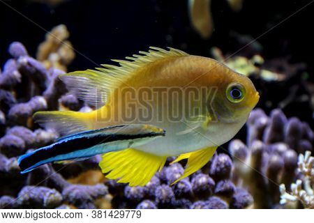 Close Up Of Tropical Fish In A Reef.