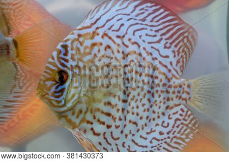 Close Up Portrait Of Discus Fish In The Aquarium.