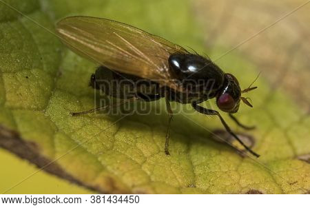 A Macro Shot Of Flesh Fly. Sarcophagidae.