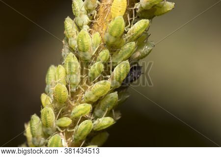 Macro Shot Of Green Aphids On The Stem. Aphidoidea.