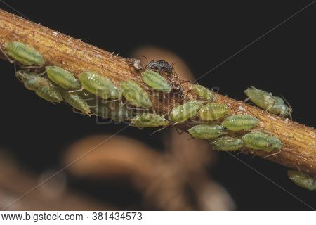 Macro Shot Of Green Aphids On The Stem. Aphidoidea.