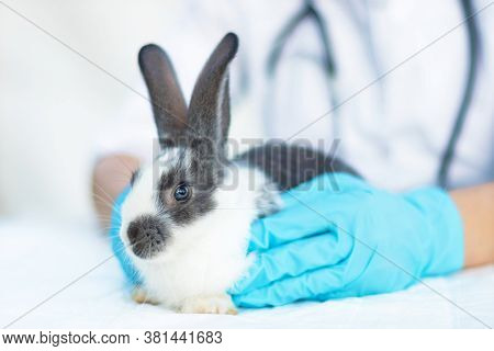 Vet In Glovers Examines The Cute Baby Rabbit In The Clinic. Small Bunny Treatment. Pet At The Veteri