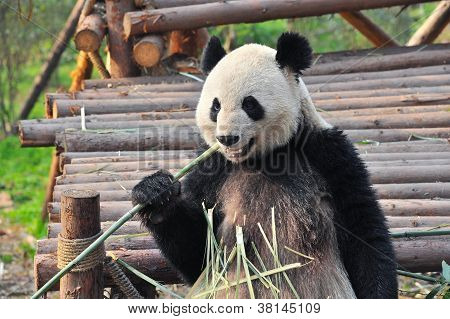 Giant panda bear