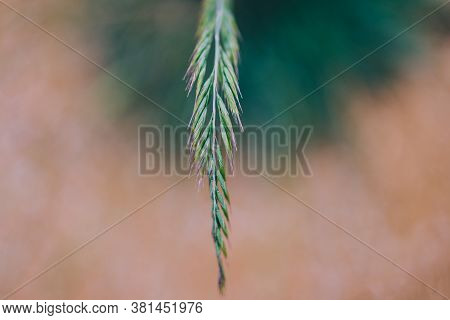 Close-up Of Festuca Glauca Grass With Seeds Shot At Extremely Shallow Depth Of Field In Sunny Backya