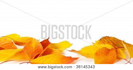 Sfondo autunno