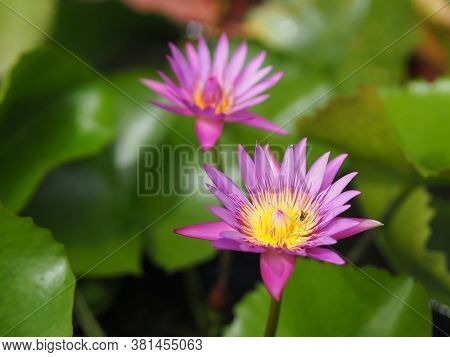 Water Lily Plantae, Sacred Lotus, Bean Of India, Nelumbo, Nelumbonaceae Name Flower In Pond Large Fl