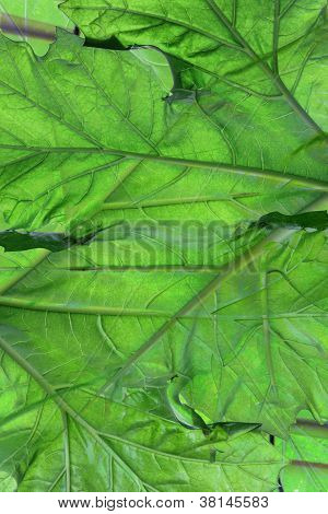 Karhu polvihousut Leaf