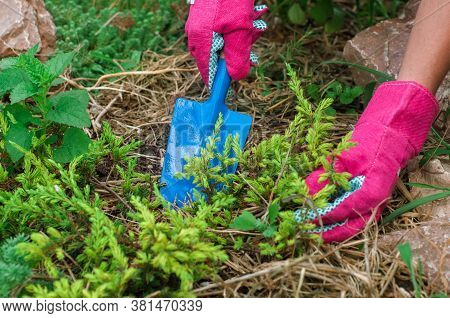 Farmer Repotting Juniper Plant In Soil Covered With Mulch