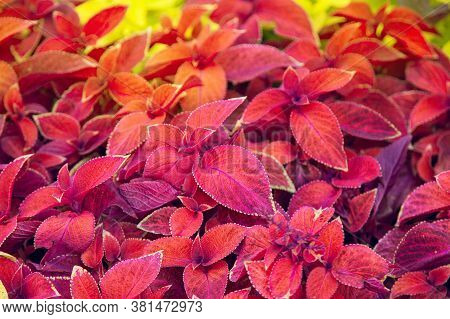Coleus Blumei Wizard Sunset. Red And Purple Leaves Background Close Up, Bright Color Lush Foliage Te