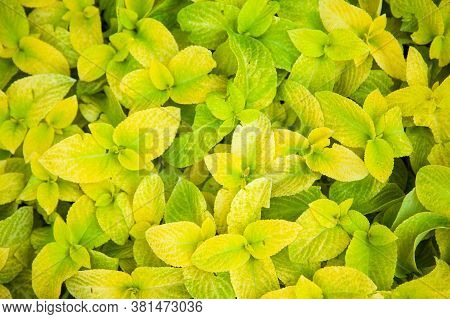 Coleus Blumei Wizard Golden, Green And Yellow Leaves Background Close Up, Bright Lime Color Lush Fol