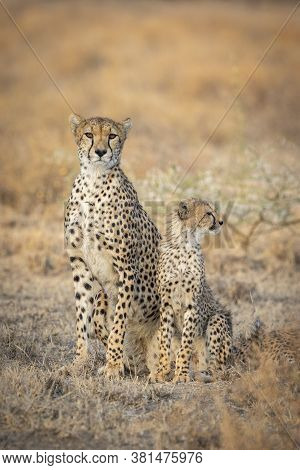 Adult Female Cheetah And Her Juvenile Cub In A Vertical Full Body Portrait With Orange Smooth Backgr