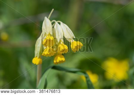 Cowslips (primula Veris)
