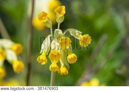 Cowslips (primula Veris)