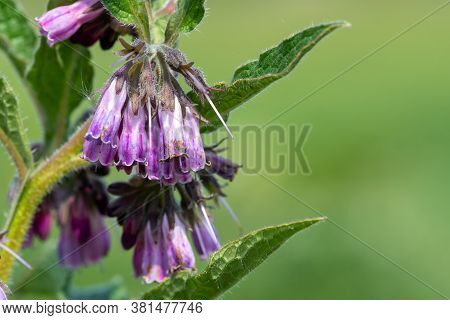 Common Comfrey (symphytum Officinale)