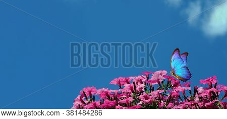 Bright Colorful Tropical Morpho Butterfly On Pink Petunia Flowers Against Blue Sky. Blooming Petunia