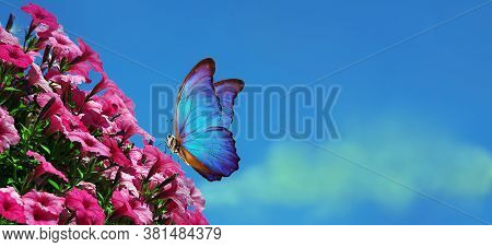 Bright Colorful Tropical Morpho Butterflies On Pink Petunia Flowers Against Blue Sky. Blooming Petun