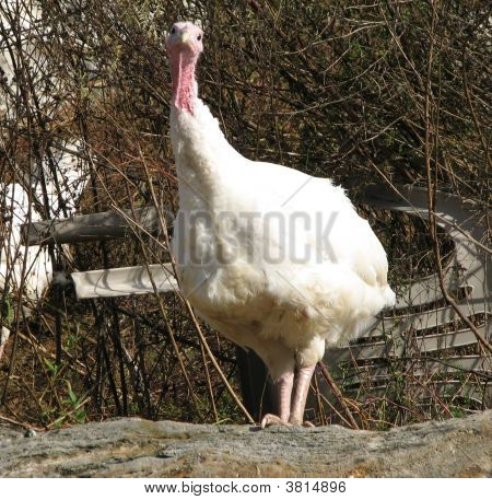 Turcja