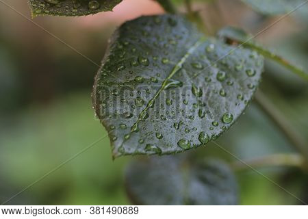 False Hellebore Pattern, Veratrum Californicum 3. Green Leaf