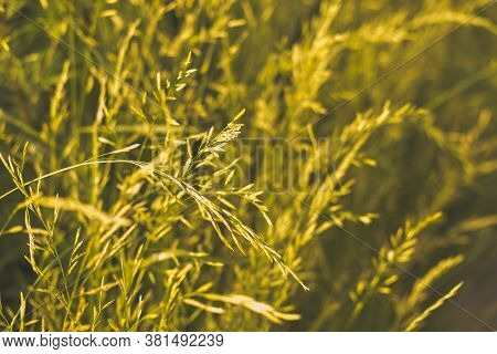 Phalaris Arundinacea Or Canary Cane Herb. Field In The Rays Of The Summer Sunset