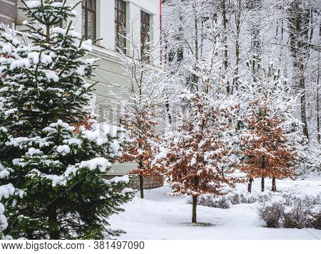 Spruce And Trees With Dry Non-fallen Leaves Stand In The Yard Strewn With Snow