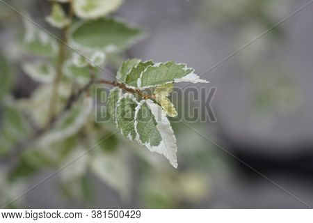 Small-leaved Elm Silvery Gem Branch - Latin Name - Ulmus Minor Silvery Gem