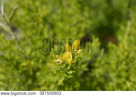 Easter Broom Flowers - Latin Name - Genista X Spachiana