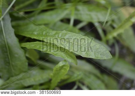 Bulbous Dandelion Leaves - Latin Name - Leontodon Tuberosus