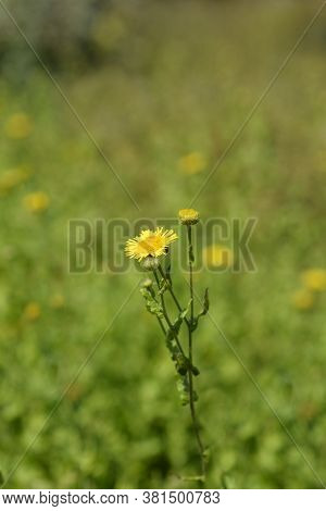 Small Fleabane Flowers - Latin Name - Pulicaria Vulgaris