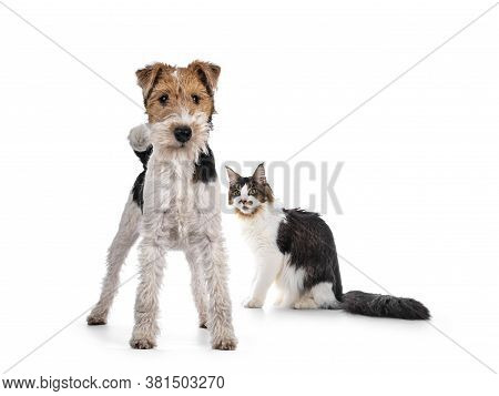 Cute Fox Terrier Dog Pup Standing Facing Front. Looking At Camera With Curious Dark Eyes. Isolated O