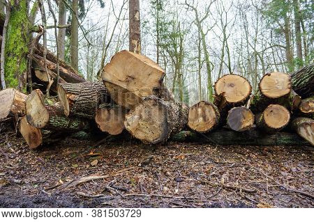 Felled Trees In A Stack, Logs From Felled Tree Trunks