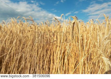 Scenic Landscape Of Ripegolden Organic Wheat Stalk Field Against Blue Sky On Bright Sunny Summer Day