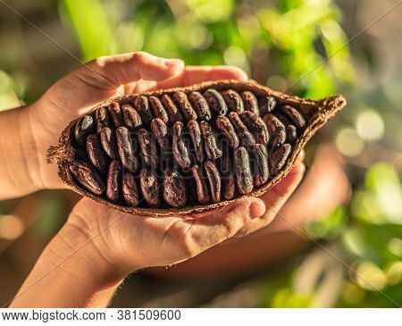 Cocoa pods with dry cocoa beans in the male hands. Nature background.