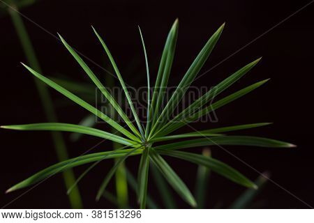 Close Up Umbrella Of Cyperus Plant On The Black Background