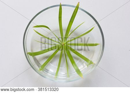 Top View Of Umbrella Of Cyperus Plant In Bowl With Water For Rooting On The White Background