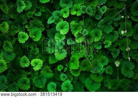 Green Beautiful Decorative Leaves Of Ivy Budra Hang Down On Elegant Thin Branches In The Summer. Bac