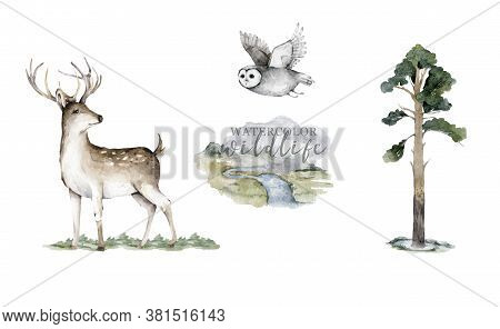 Forest Animals. Realistic Winter Cute Walking Wildlife Fox, Deer, Owl And Landscape Isolated Illustr