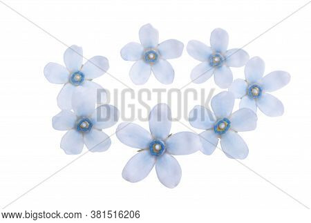 Oxypetalum Blue Flower Isolated On White Background