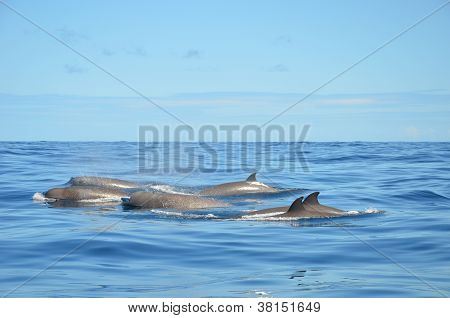 Nordatlantik Bottlenose Wale