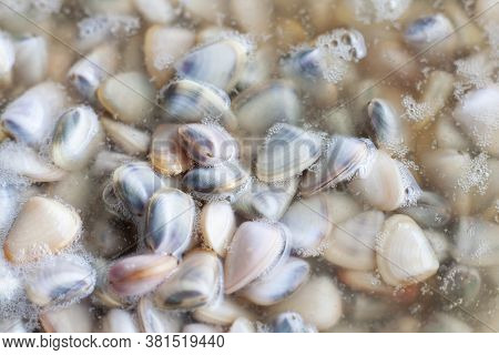 Wedge Shells, Donax Faba Or Hoy Seap Pickled In Fish Sauce Is Thai Seafood Preservation.